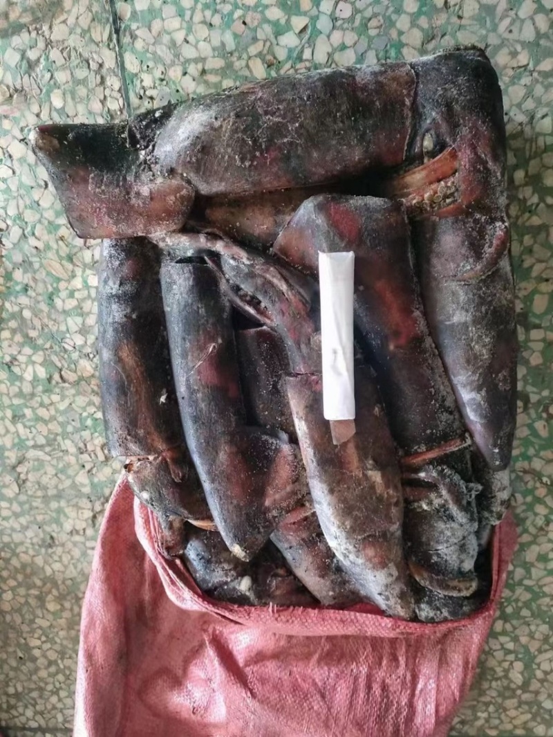 海南黑鱿500+，一条柜。