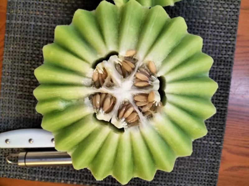 玉菇甜瓜种子衡创正圆玉菇含糖度高大果抗病果肉翠绿色