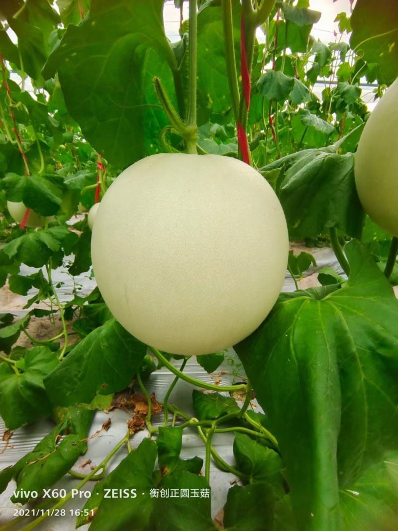 玉菇甜瓜种子衡创正圆玉菇含糖度高大果抗病果肉翠绿色