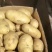 荷兰十五土大量热卖