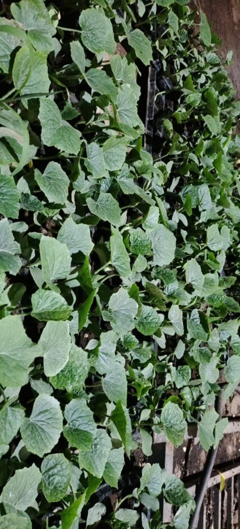 冬瓜苗，基地直供青皮冬瓜，精品种植育苗穴盘苗