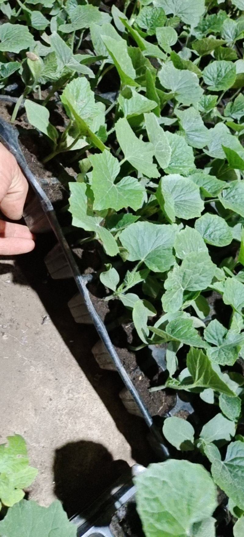 冬瓜苗，基地直供青皮冬瓜，精品种植育苗穴盘苗