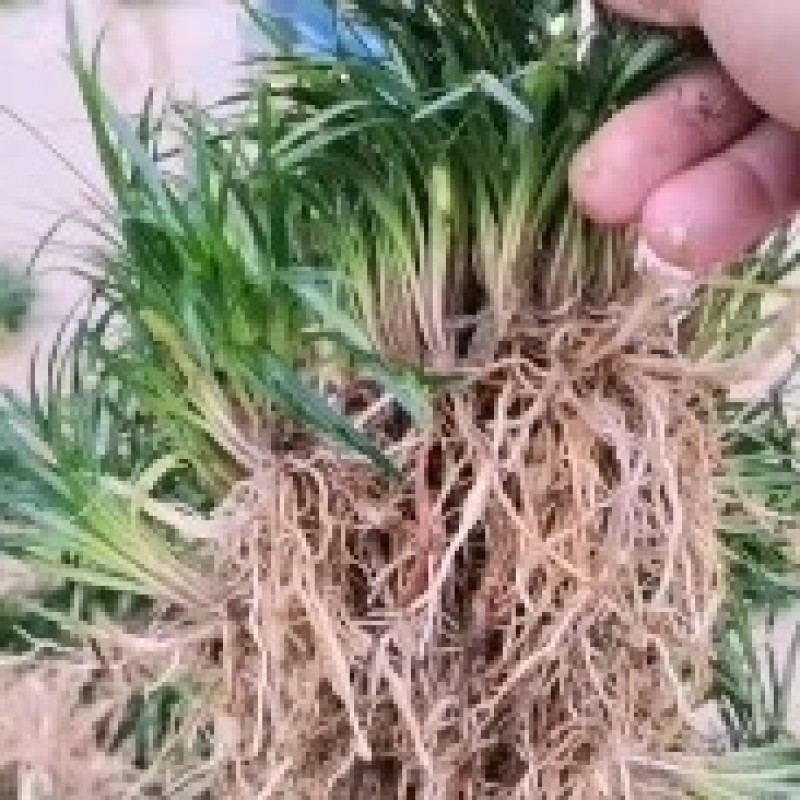 低价出售玉龙草(矮麦冬)基地直供，质量保证。