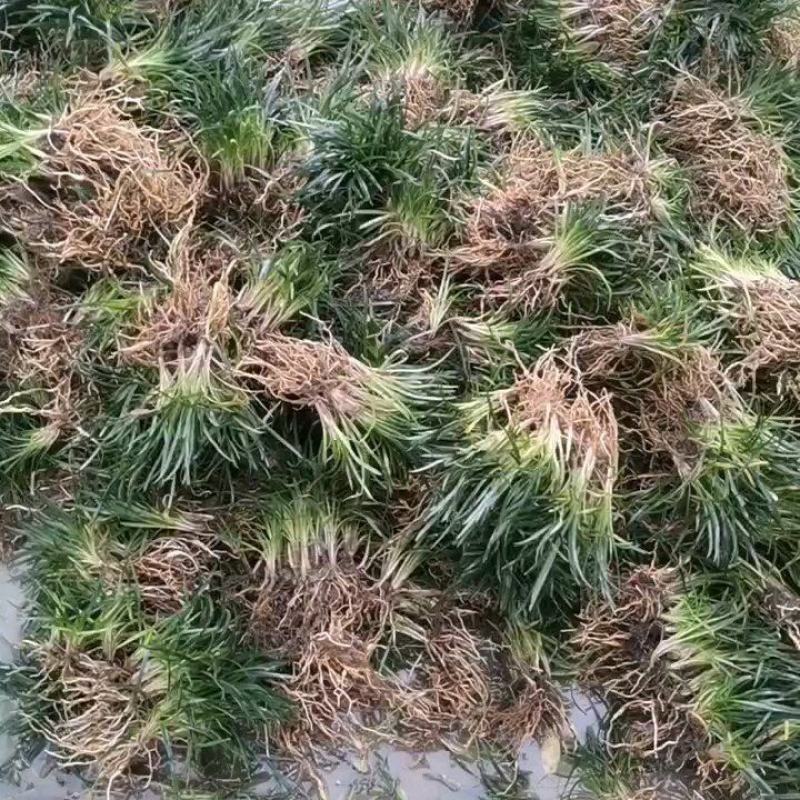 低价出售玉龙草(矮麦冬)基地直供，质量保证。