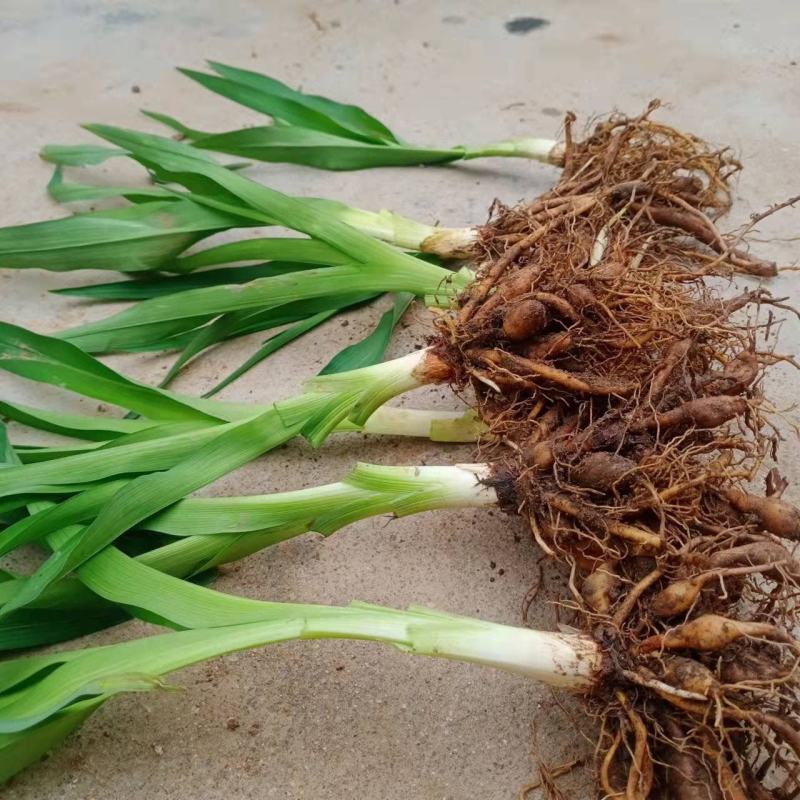 黄花菜种苗食用基地直发黄花菜根苗金针菜苗根四季种植黄