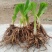 黄花菜种苗食用基地直发黄花菜根苗金针菜苗根四季种植黄