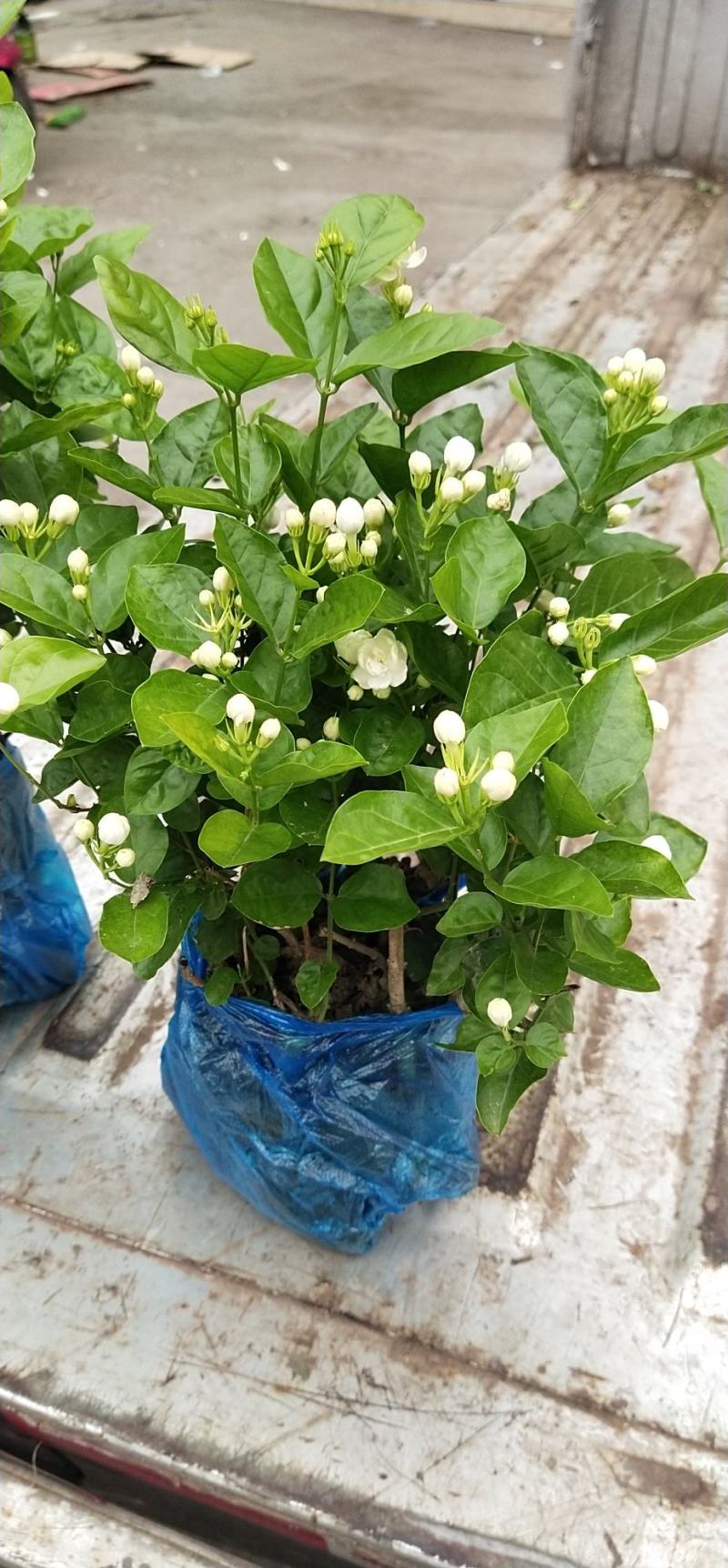 本地茉莉花，大量上市，货源充足，花苞多，清香，现挖现发