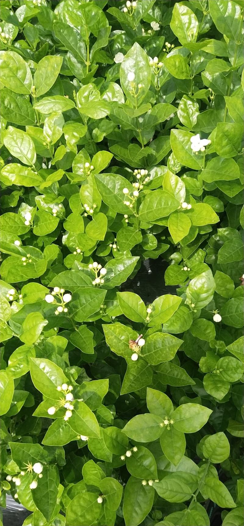 本地茉莉花，大量上市，货源充足，花苞多，清香，现挖现发