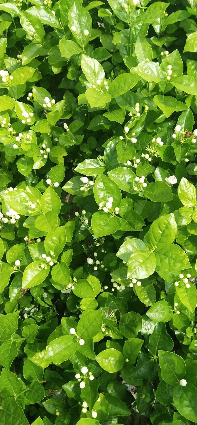 本地茉莉花，大量上市，货源充足，花苞多，清香，现挖现发