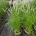 花镜植物大布尼狼尾草盆栽室外庭院花园多年生地被观赏美观草