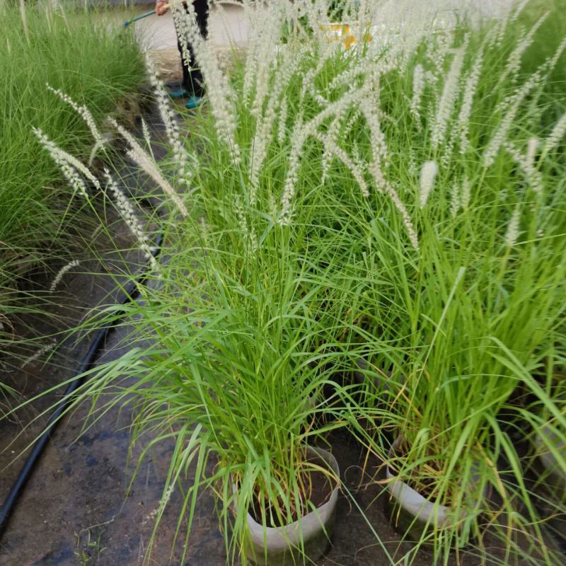 花镜植物大布尼狼尾草盆栽室外庭院花园多年生地被观赏美观草