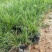 花镜植物大布尼狼尾草盆栽室外庭院花园多年生地被观赏美观草