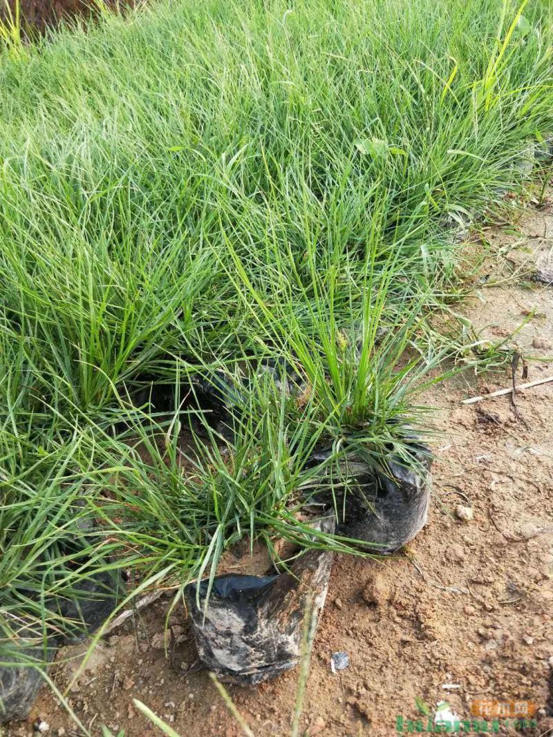 花镜植物大布尼狼尾草盆栽室外庭院花园多年生地被观赏美观草