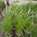 花镜植物大布尼狼尾草盆栽室外庭院花园多年生地被观赏美观草