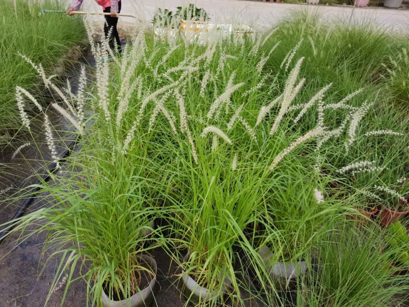 花镜植物大布尼狼尾草盆栽室外庭院花园多年生地被观赏美观草