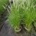 花镜植物大布尼狼尾草盆栽室外庭院花园多年生地被观赏美观草