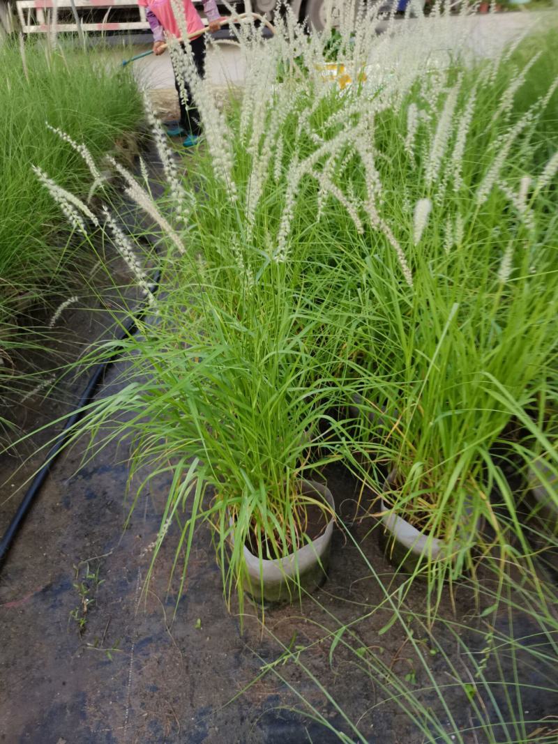 花镜植物大布尼狼尾草盆栽室外庭院花园多年生地被观赏美观草
