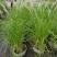 花镜植物大布尼狼尾草盆栽室外庭院花园多年生地被观赏美观草