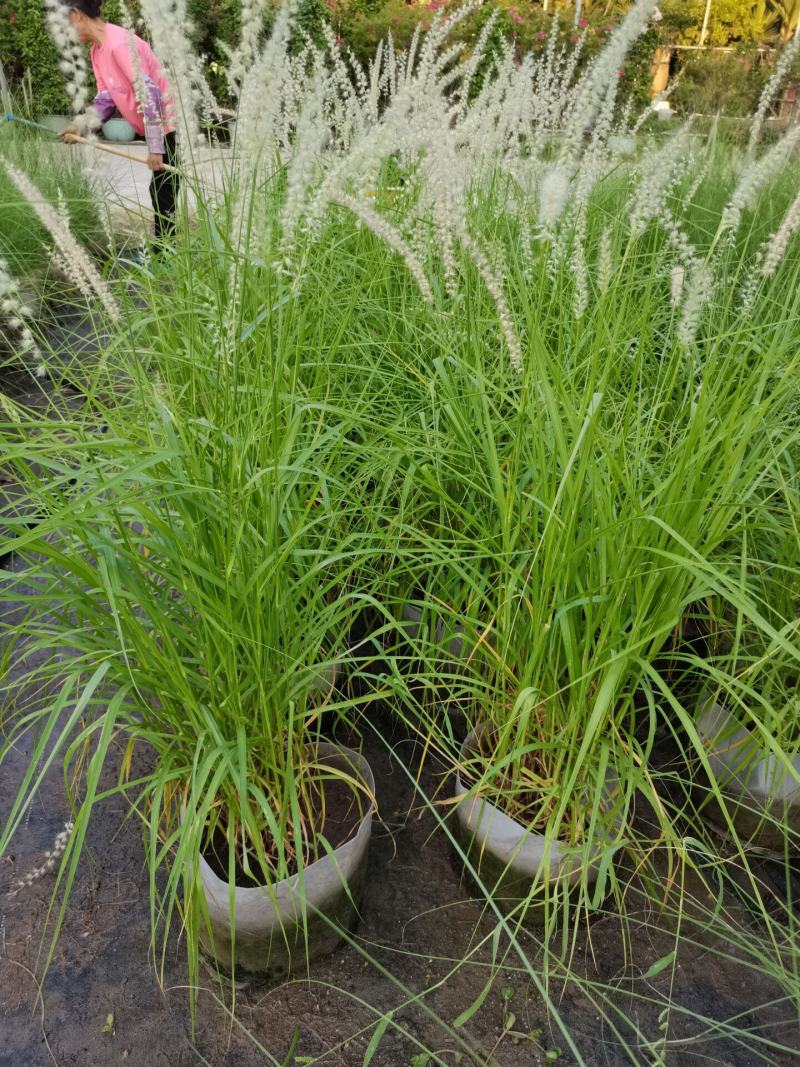 花镜植物大布尼狼尾草盆栽室外庭院花园多年生地被观赏美观草