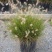 花镜植物大布尼狼尾草盆栽室外庭院花园多年生地被观赏美观草