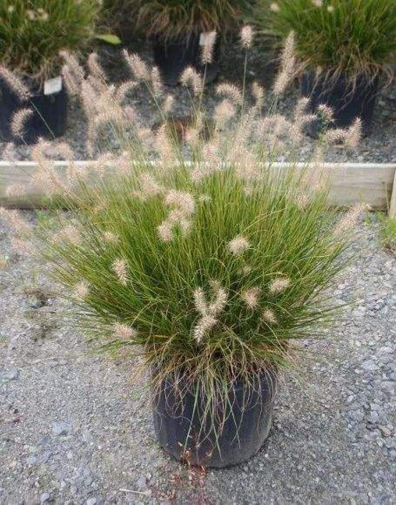 花镜植物大布尼狼尾草盆栽室外庭院花园多年生地被观赏美观草