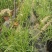 花镜植物大布尼狼尾草盆栽室外庭院花园多年生地被观赏美观草