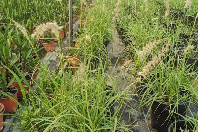 花镜植物大布尼狼尾草盆栽室外庭院花园多年生地被观赏美观草