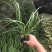 花镜植物大布尼狼尾草盆栽室外庭院花园多年生地被观赏美观草
