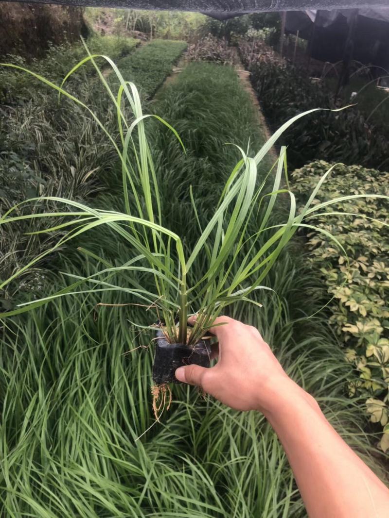 花镜植物大布尼狼尾草盆栽室外庭院花园多年生地被观赏美观草