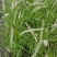 花镜植物大布尼狼尾草盆栽室外庭院花园多年生地被观赏美观草