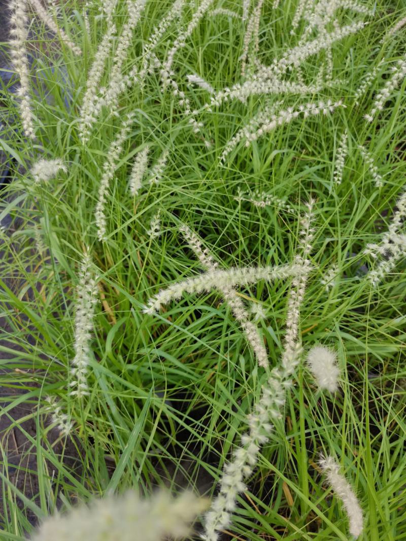 花镜植物大布尼狼尾草盆栽室外庭院花园多年生地被观赏美观草
