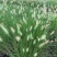 花镜植物大布尼狼尾草盆栽室外庭院花园多年生地被观赏美观草