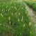花镜植物大布尼狼尾草盆栽室外庭院花园多年生地被观赏美观草