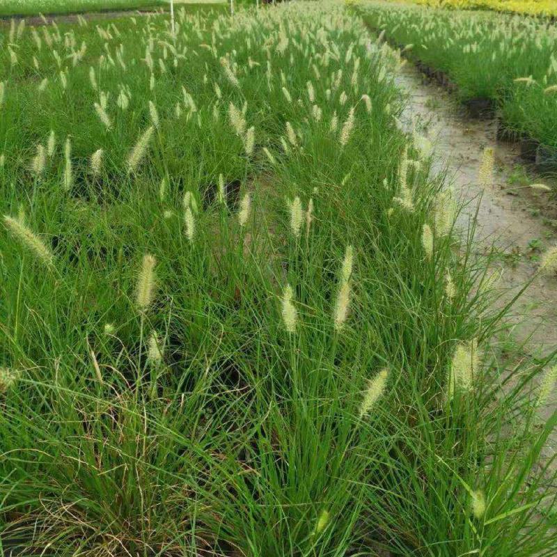 花镜植物大布尼狼尾草盆栽室外庭院花园多年生地被观赏美观草