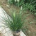 花镜植物大布尼狼尾草盆栽室外庭院花园多年生地被观赏美观草