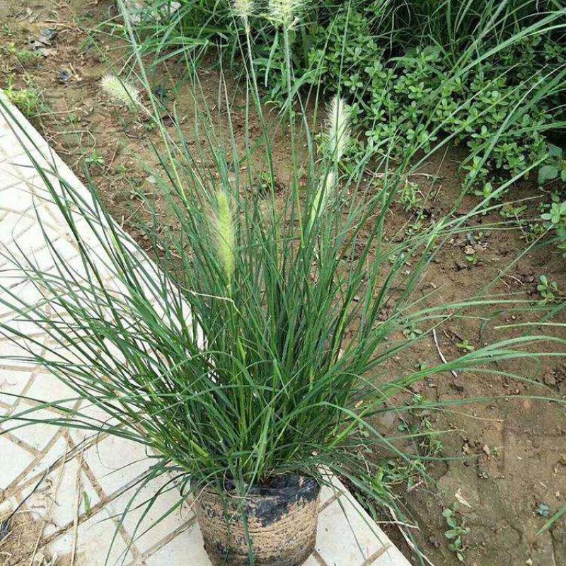 花镜植物大布尼狼尾草盆栽室外庭院花园多年生地被观赏美观草