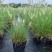 花镜植物大布尼狼尾草盆栽室外庭院花园多年生地被观赏美观草