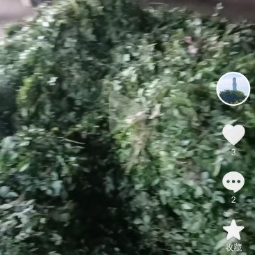 湖南藤茶