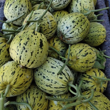 精品花蕾甜瓜，货源充足，长期供应，欢迎咨询
