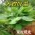 现挖正宗野生大粽叶苗特大大宽叶竹苗子种苗箬叶苗盆栽四季常