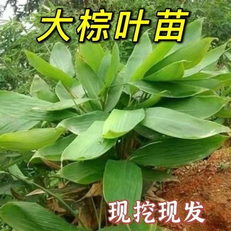 现挖正宗野生大粽叶苗特大大宽叶竹苗子种苗箬叶苗盆栽四季常
