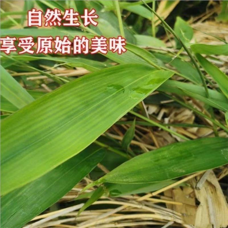 现挖正宗野生大粽叶苗特大大宽叶竹苗子种苗箬叶苗盆栽四季常
