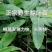 现挖正宗野生大粽叶苗特大大宽叶竹苗子种苗箬叶苗盆栽四季常