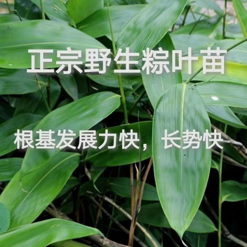 现挖正宗野生大粽叶苗特大大宽叶竹苗子种苗箬叶苗盆栽四季常