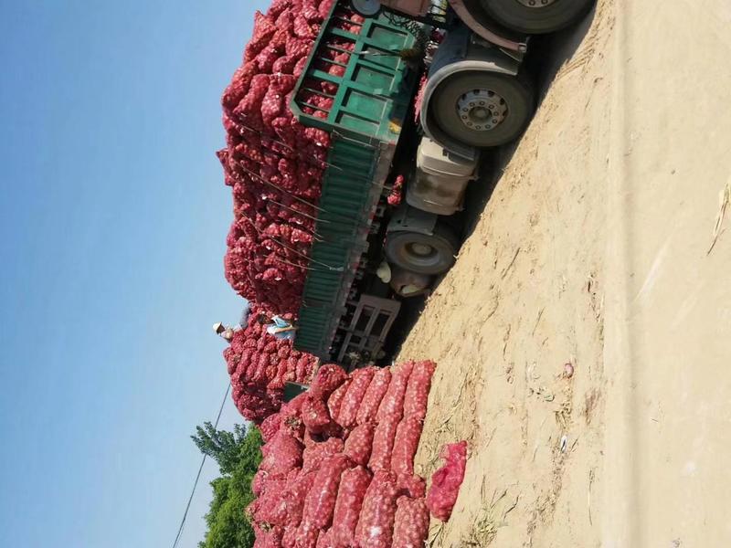 洋葱大量供应5-8二红洋葱红皮洋葱河南省周口市西华县货源