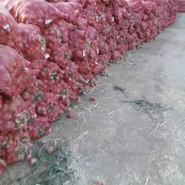 洋葱大量供应5-8二红洋葱红皮洋葱河南省周口市西华县货源