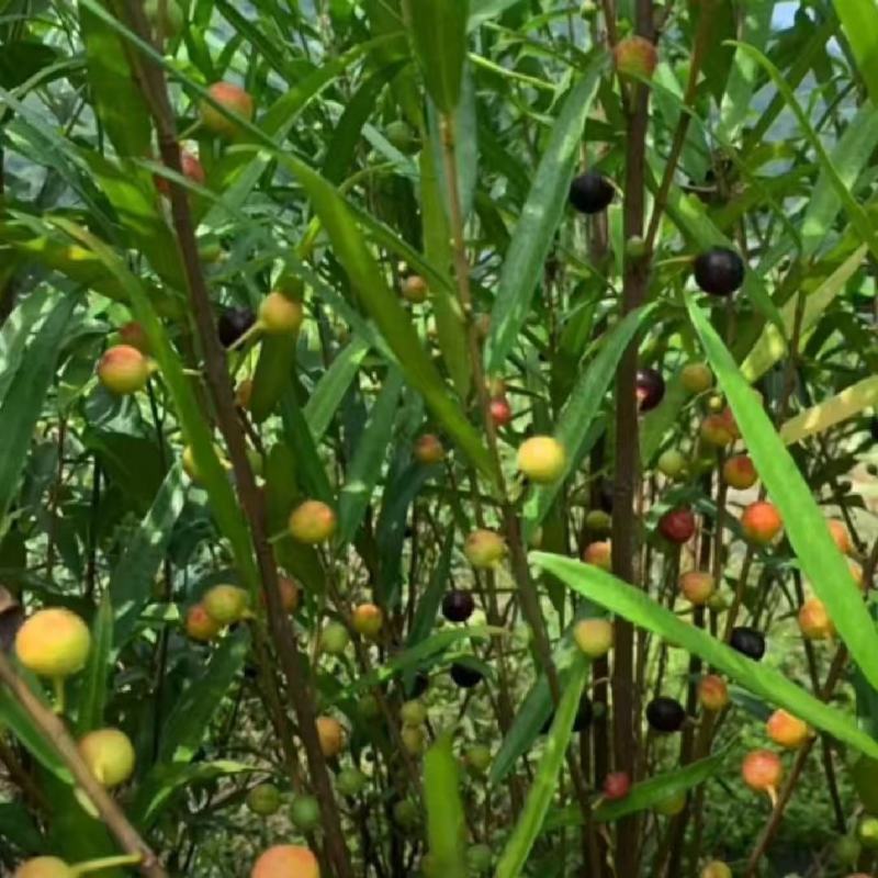 白花牛奶树根种子。白花牛奶树根种子。发芽率高