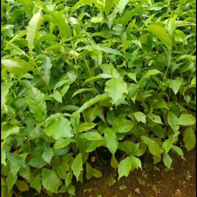 白花牛奶树根种子。白花牛奶树根种子。发芽率高