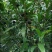 白花牛奶树根种子。白花牛奶树根种子。发芽率高