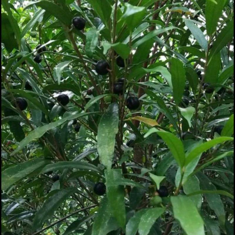 白花牛奶树根种子。白花牛奶树根种子。发芽率高